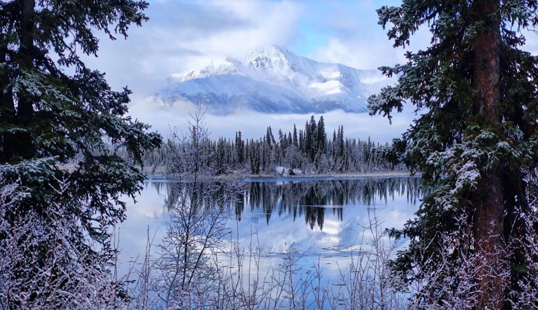 winter landscape of trees by the water